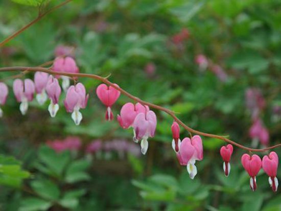 职工摄影作品—何家花园牡丹照